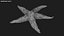 Common Starfish 02