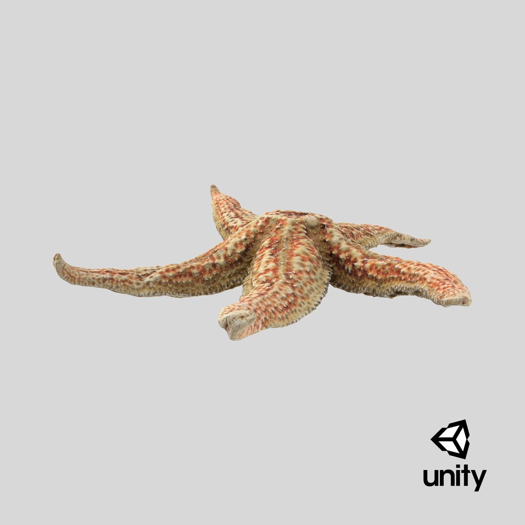 3D Common Starfish 02 https://p.turbosquid.com/ts-thumb/2V/bWQdEF/IA/stemcell_unity_render/png/1733329024/1920x1080/fit_q87/79f7de44f5df548b124c5a0b5af5f4d6890fde69/stemcell_unity_render.jpg