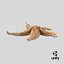 Common Starfish 02