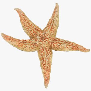 3D Common Starfish 02