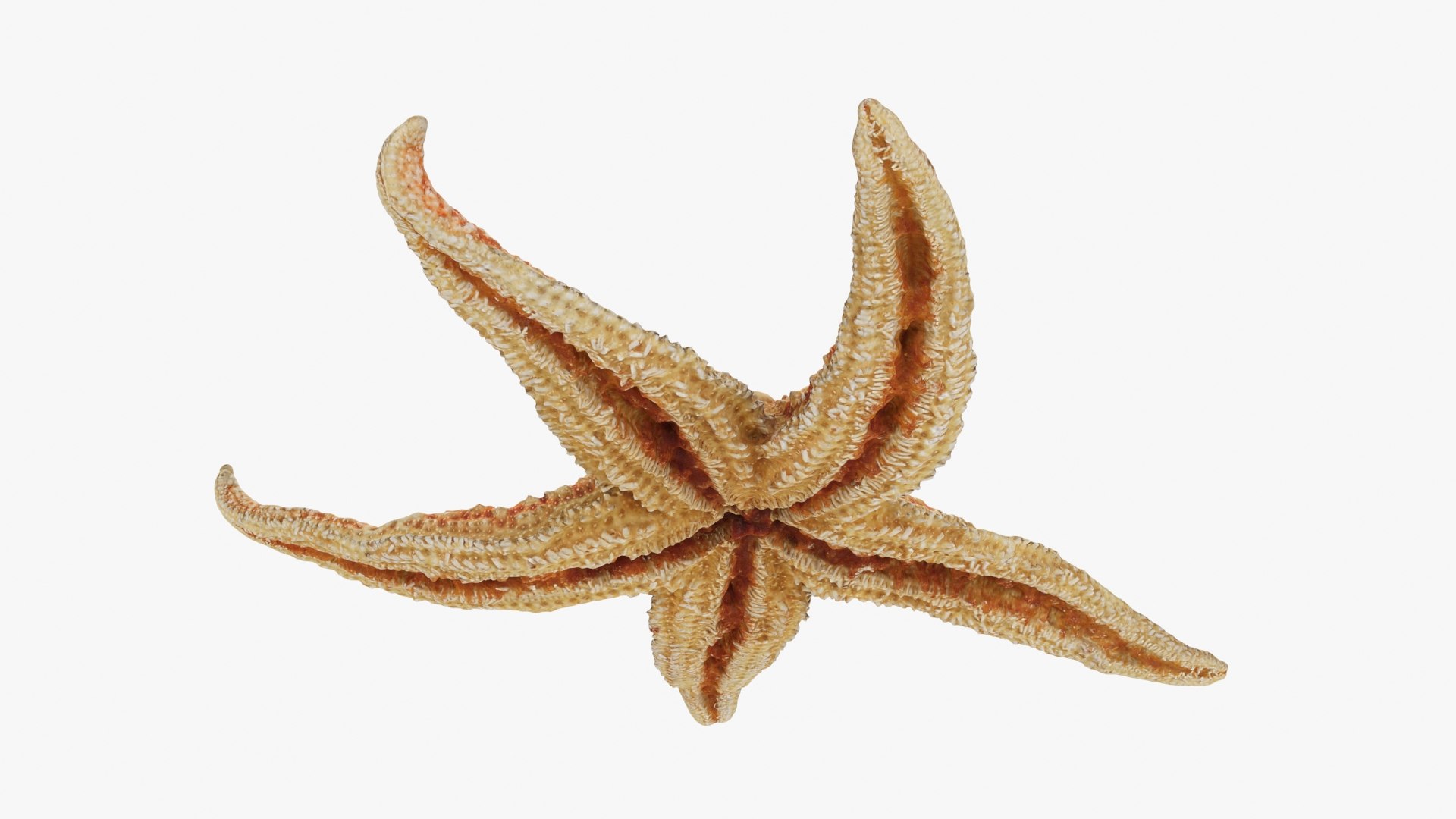 3D Common Starfish 02 https://p.turbosquid.com/ts-thumb/2V/bWQdEF/Od/commonstarfish2_b0018/jpg/1733116480/1920x1080/fit_q87/26c5ca76249956f9318dd0185375b0a8c21b1c71/commonstarfish2_b0018.jpg