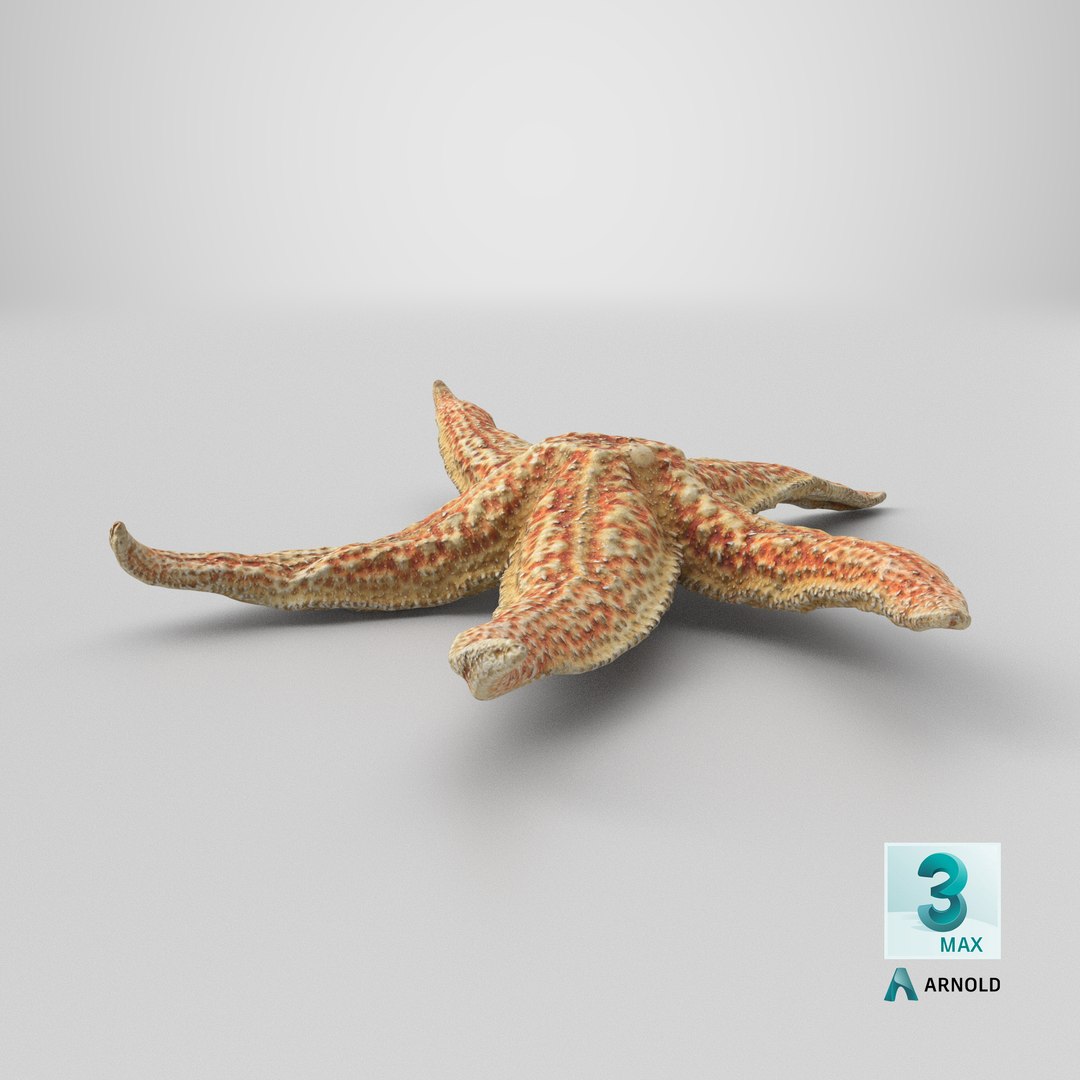 3D Common Starfish 02 https://p.turbosquid.com/ts-thumb/2V/bWQdEF/Ov/stemcell_max_arnold_render/png/1733329022/1920x1080/fit_q87/1a275f3f8afdb2fbc176a2301c13df1d151dc3f2/stemcell_max_arnold_render.jpg