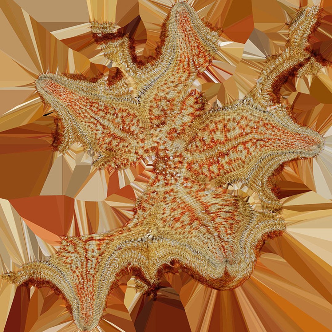 3D Common Starfish 02 https://p.turbosquid.com/ts-thumb/2V/bWQdEF/Rn/commonstarfish2_d0004/jpg/1733116484/1920x1080/fit_q87/477e8f36b5cfb0ad8531b3ef87b72c6629721fee/commonstarfish2_d0004.jpg