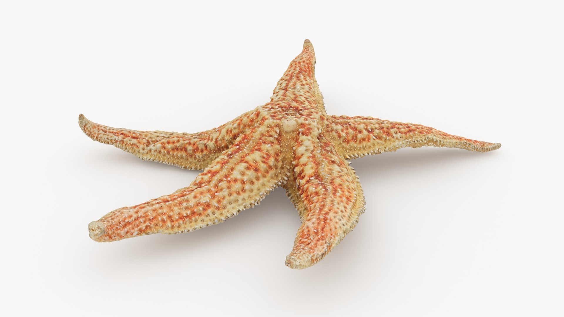 3D Common Starfish 02 https://p.turbosquid.com/ts-thumb/2V/bWQdEF/XU/commonstarfish2_b0016/jpg/1733116481/1920x1080/fit_q87/978ec9558dbaf6152b934f44cc9277223394d335/commonstarfish2_b0016.jpg