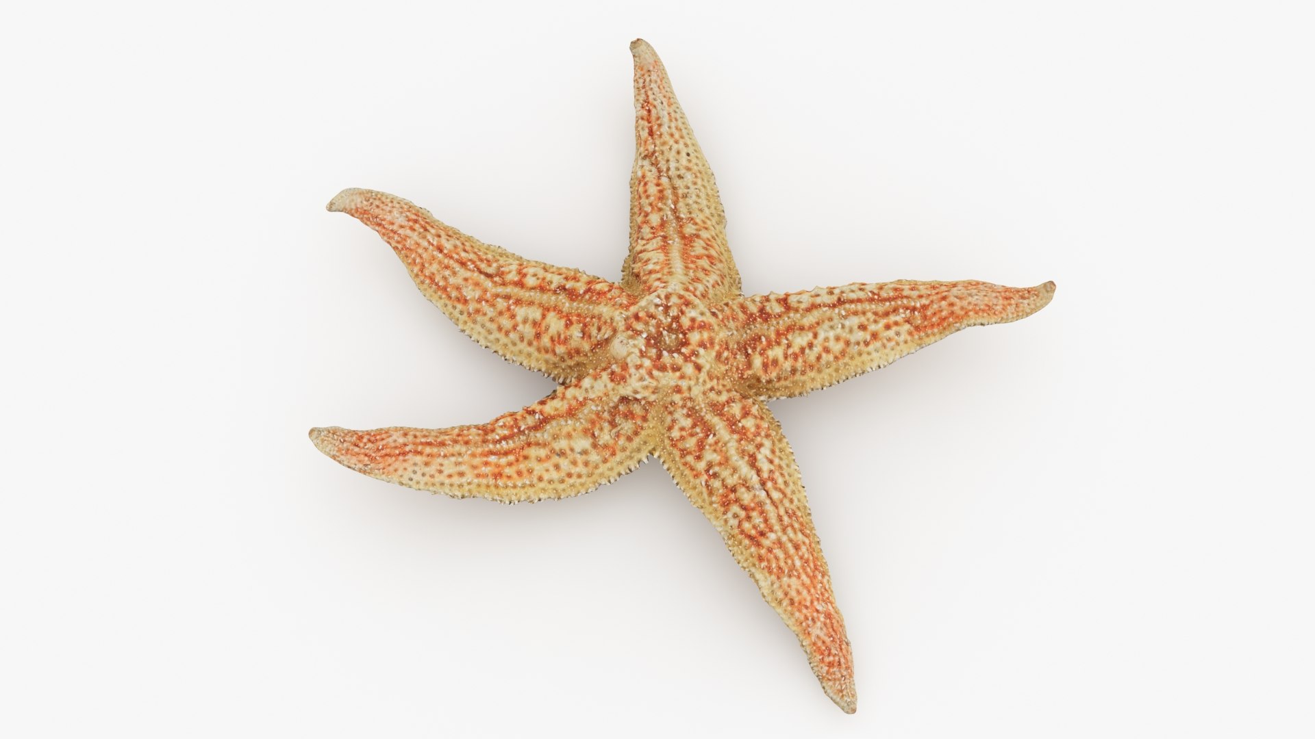 3D Common Starfish 02 https://p.turbosquid.com/ts-thumb/2V/bWQdEF/Zt/commonstarfish2_b0002/jpg/1733116474/1920x1080/fit_q87/fecdeb7c7d34a80628a28c309561c218894b6d66/commonstarfish2_b0002.jpg