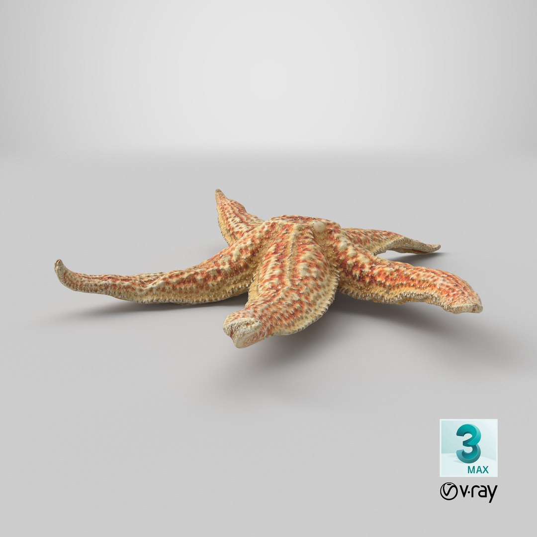 3D Common Starfish 02 https://p.turbosquid.com/ts-thumb/2V/bWQdEF/aT/stemcell_max_vray_render/png/1733329020/1920x1080/fit_q87/da3acdb4e9efc7eff650a0a5062e2cd0a180cd5d/stemcell_max_vray_render.jpg