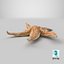 Common Starfish 02