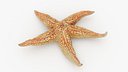 Common Starfish 02