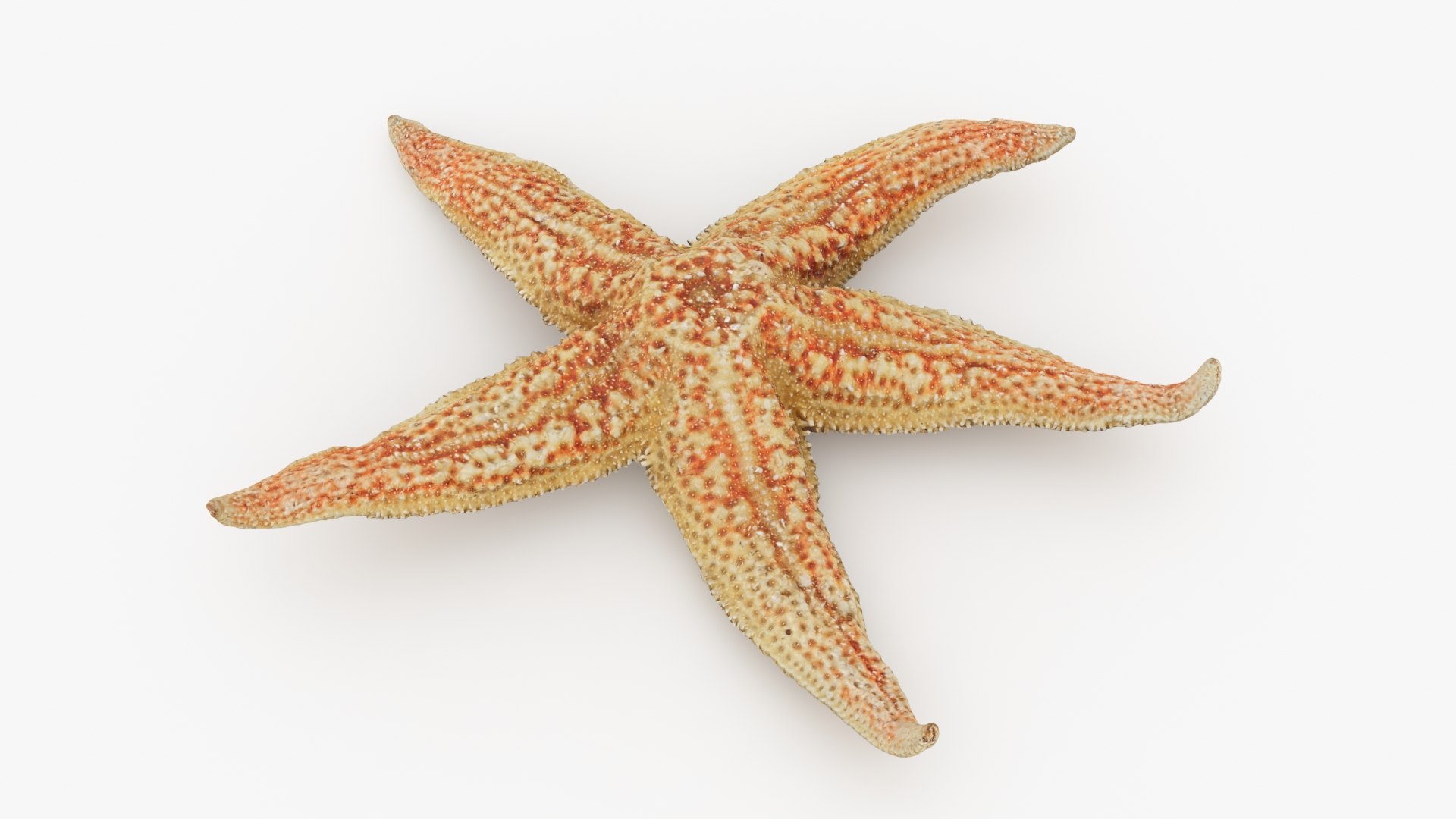 3D Seashells Collection 3 model https://p.turbosquid.com/ts-thumb/2V/bWQdEF/lE/commonstarfish2_a0001/jpg/1733116697/1920x1080/fit_q87/48d585948886e3cee8ceb5b7d822b207b2353bb8/commonstarfish2_a0001.jpg