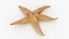 Common Starfish Collection