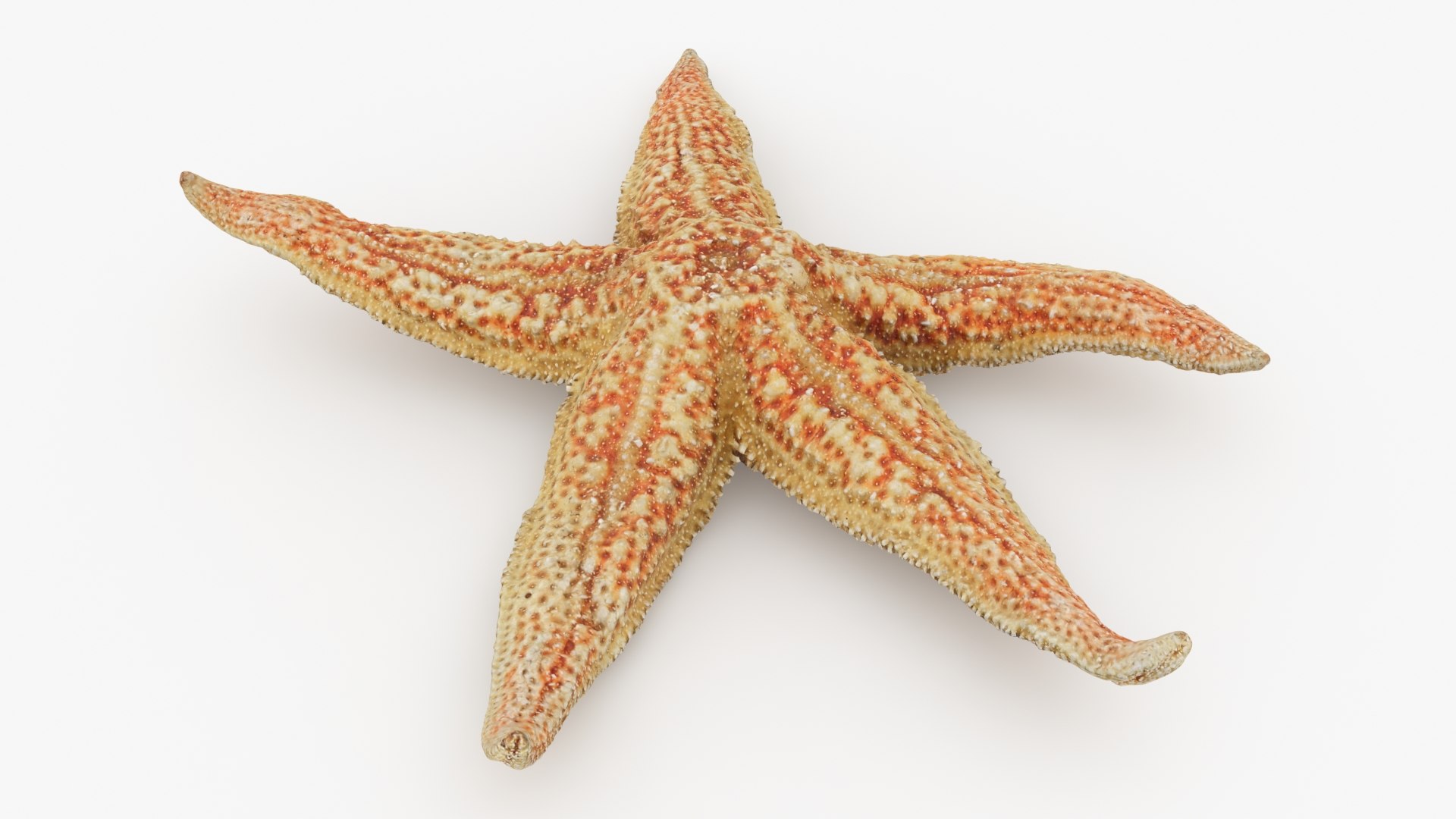 3D Common Starfish 02 https://p.turbosquid.com/ts-thumb/2V/bWQdEF/lQ/commonstarfish2_b0006/jpg/1733116477/1920x1080/fit_q87/53f7afbdfa27f7b043d57065ccdab861fdfdb5e5/commonstarfish2_b0006.jpg