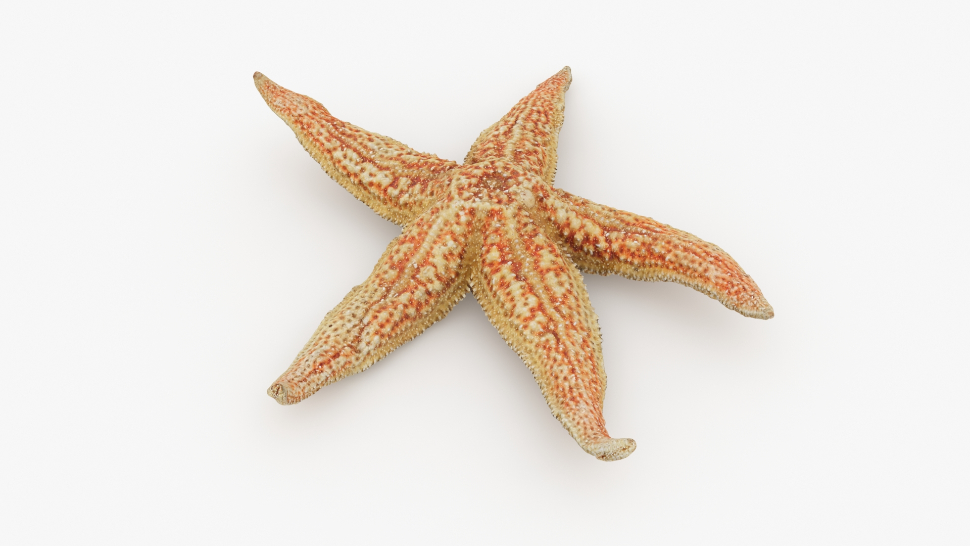 3D Common Starfish 02 https://p.turbosquid.com/ts-thumb/2V/bWQdEF/qG/commonstarfish2/jpg/1733116410/1920x1080/turn_fit_q99/bc95a32b087508b5519fbde6c4a77e280d911806/commonstarfish2-1.jpg