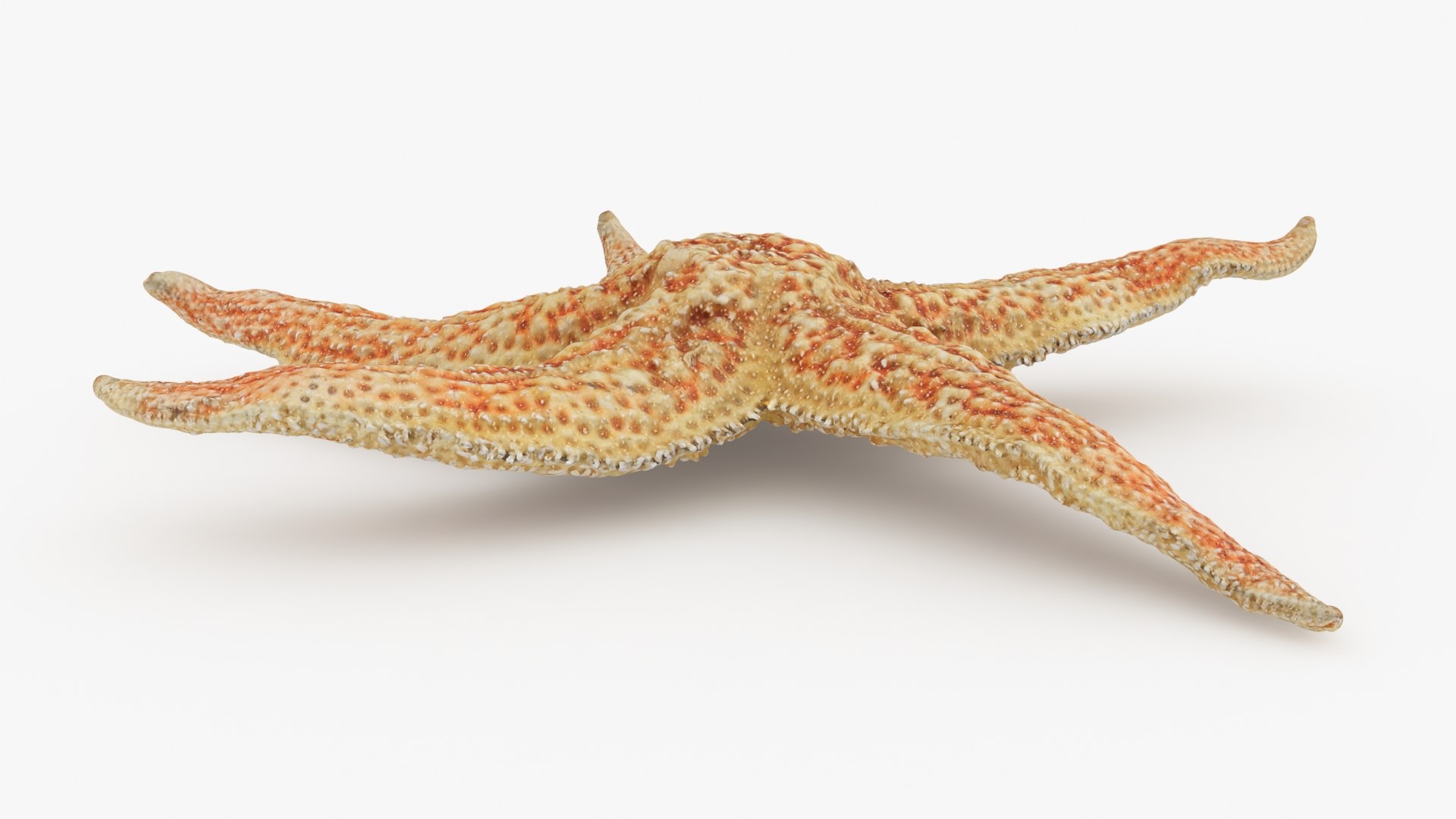 3D Common Starfish 02 https://p.turbosquid.com/ts-thumb/2V/bWQdEF/yT/commonstarfish2_b0014/jpg/1733116478/1920x1080/fit_q87/6601c7ea9ff549766d8b53dbe4127fd43df0d77b/commonstarfish2_b0014.jpg