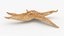 Common Starfish 02