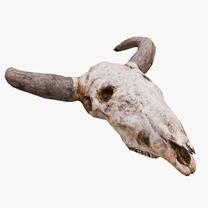 Cow Skull Low Poly PBR