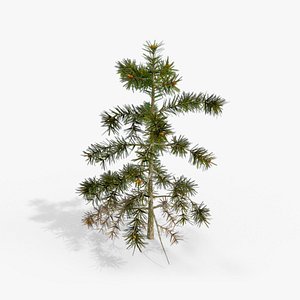 Spruce Sapling