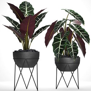 3D alocasia green velvet