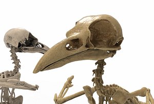 Raven skeleton