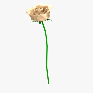 3D White Rose model