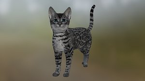Spotted cat