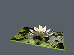 3d model pop water lilly card