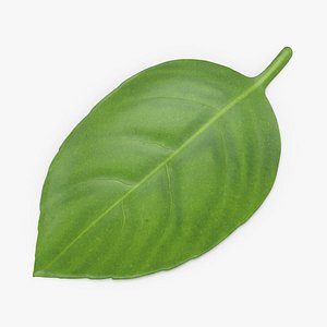 Basil Leaf 3D model