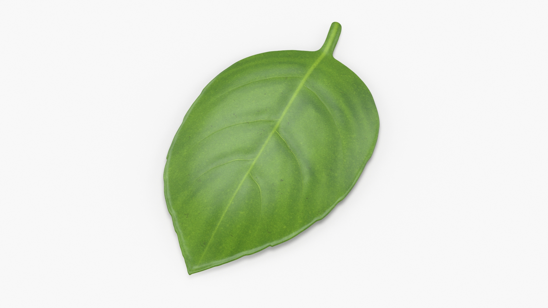 Basil Leaf 3D Model TurboSquid 2061395