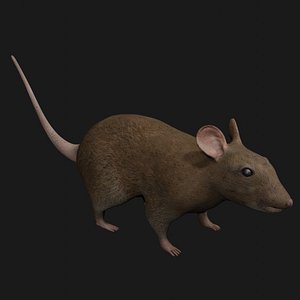 Brown Rat Rigged Low Poly