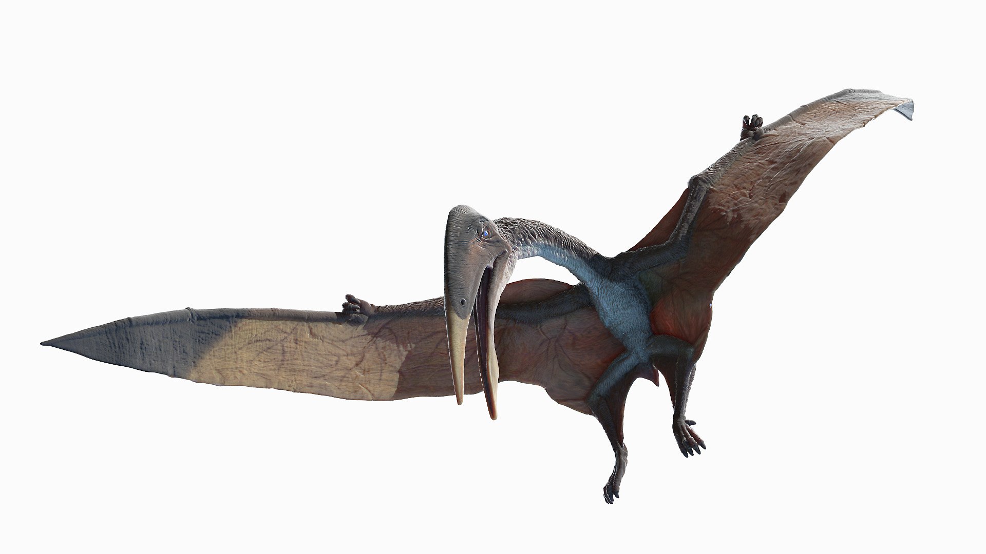 3D model dino flying dinopack https://p.turbosquid.com/ts-thumb/2W/K7oALy/3j/hazegopteryx_animated_poses0046/jpg/1611240838/1920x1080/fit_q87/1fd191ec72dd8433f07481bb22ae184a627c8c21/hazegopteryx_animated_poses0046.jpg
