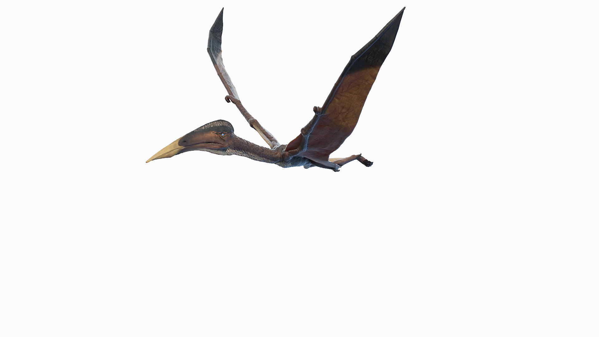 3D model dino flying dinopack https://p.turbosquid.com/ts-thumb/2W/K7oALy/3r/hazegopteryx_animated/jpg/1611259216/1920x1080/turn_fit_q99/0c24ba67072060fab6bb4c321aa183e59a8148df/hazegopteryx_animated-1.jpg