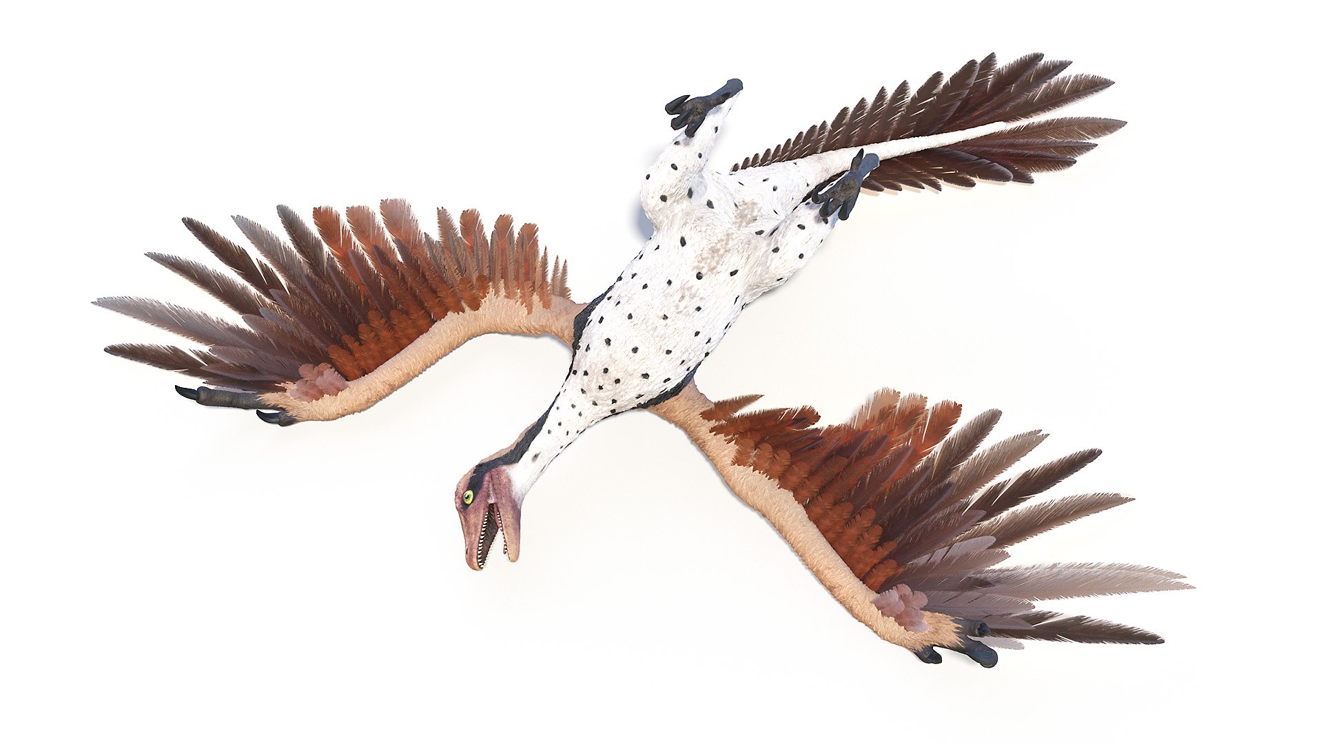 3D model dino flying dinopack https://p.turbosquid.com/ts-thumb/2W/K7oALy/8H/archaeopteryx_poses0026/jpg/1611240029/1920x1080/fit_q87/08f1b3bc22939ddc5530a72953f04469a6abea6a/archaeopteryx_poses0026.jpg