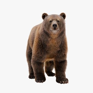 3D BrownBear Rigged Blender model