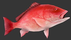 red snapper 3D model