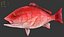 red snapper