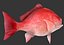 red snapper