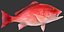 red snapper