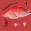 red snapper