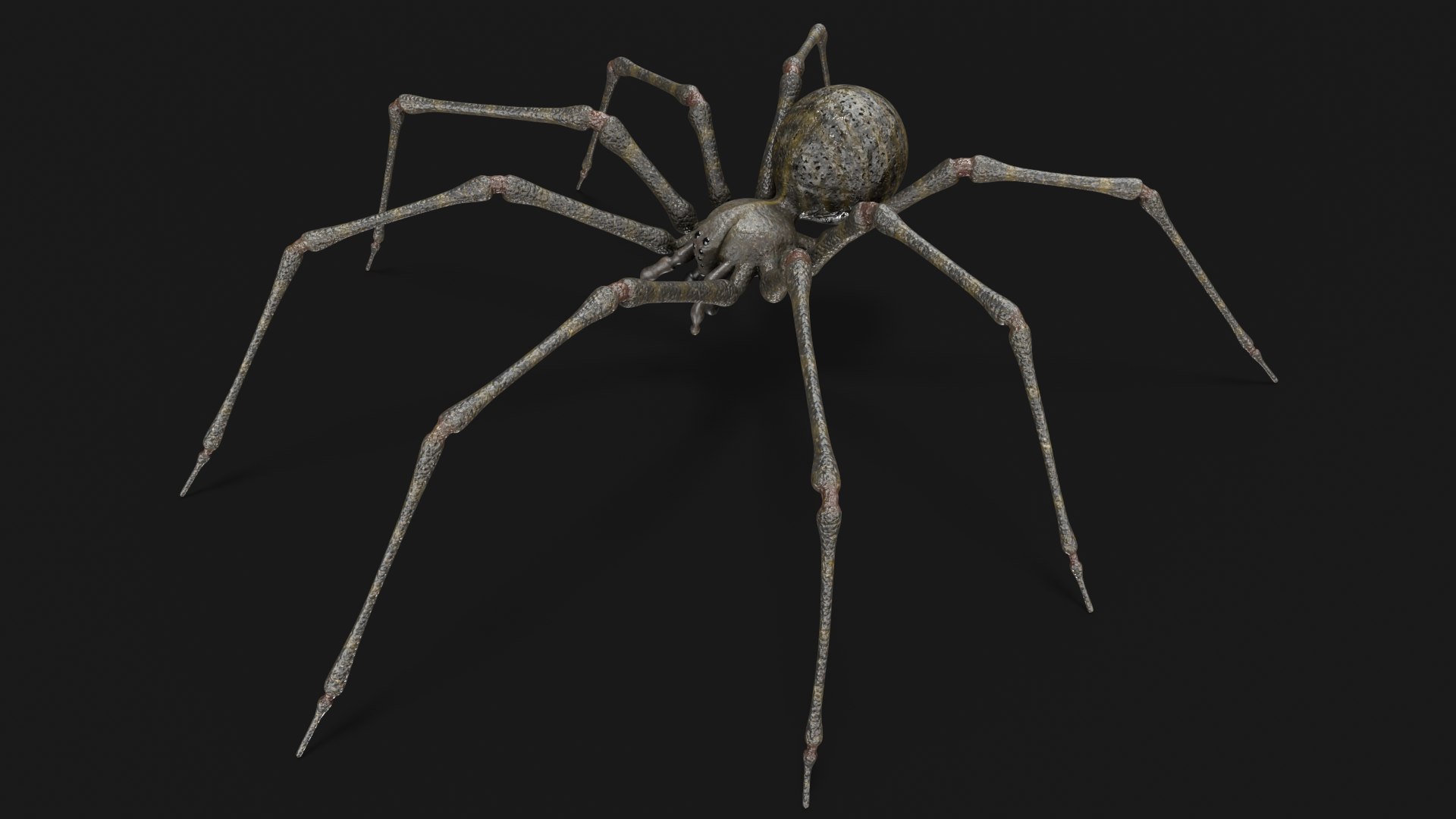 3D Spider - TurboSquid 2267504