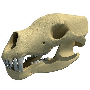 bear skull skeleton 3d model