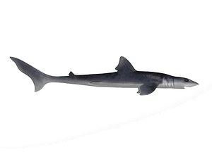 3D dogfish shark swimming animation model
