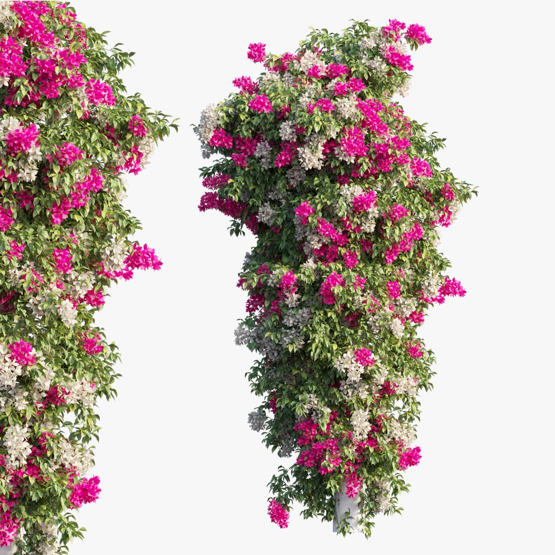 3D Bougainvillea Plant Set 16 - TurboSquid 1835122