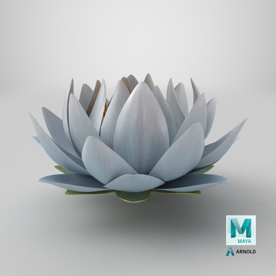 3D Realistic Nymphaea Siam White 3D Model - High-Quality 4K PBR Asset https://p.turbosquid.com/ts-thumb/2W/gBQVw8/En/stemcell_maya_arnold_render/png/1741631912/1920x1080/fit_q87/2245e7187bd5af1a485c8d774bc3b37d8460de91/stemcell_maya_arnold_render.jpg