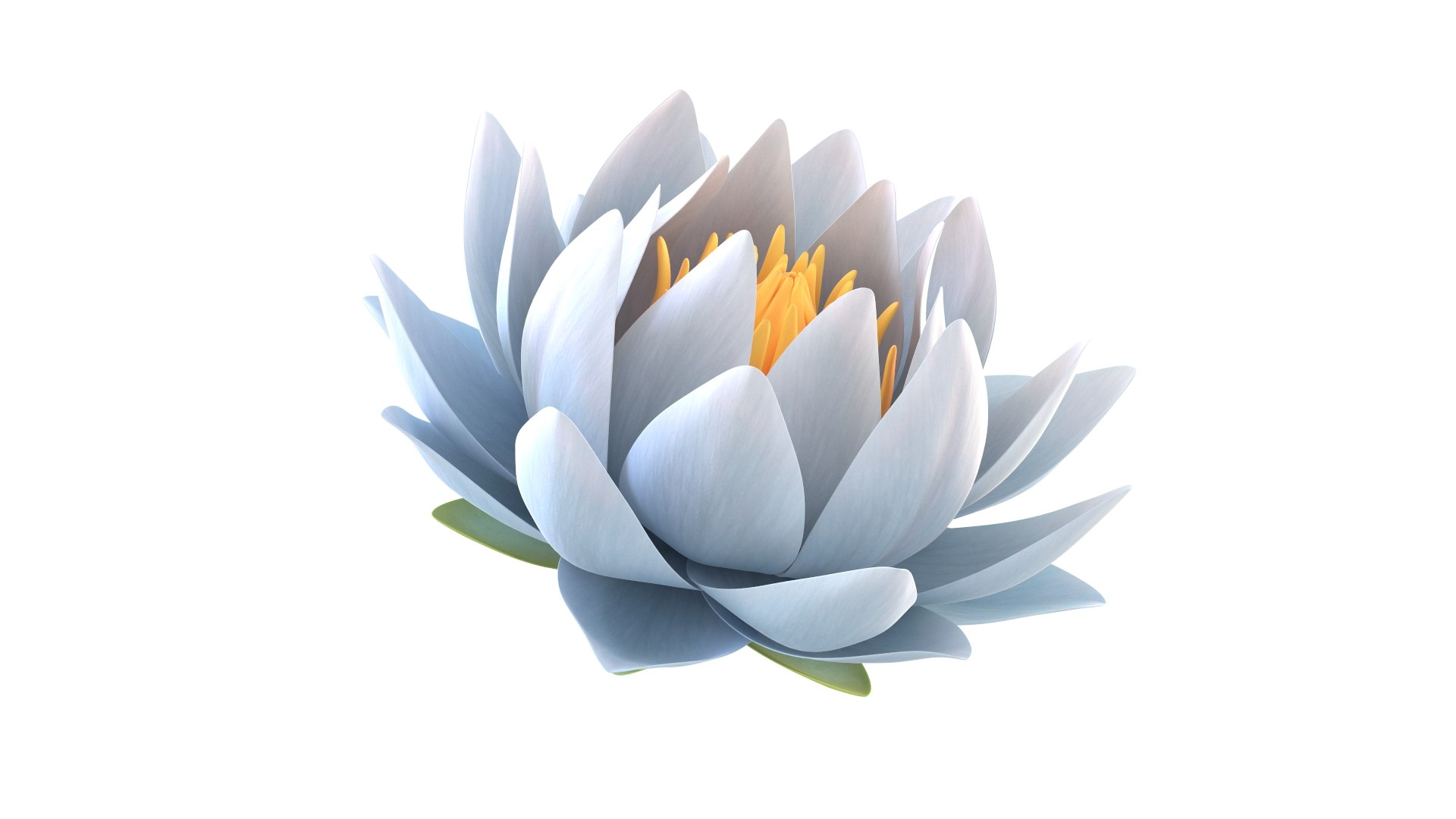 3D Realistic Nymphaea Siam White 3D Model - High-Quality 4K PBR Asset https://p.turbosquid.com/ts-thumb/2W/gBQVw8/vR/4/jpg/1741275960/1920x1080/fit_q87/b7db30019869bdc71856d3f666f7540976ba5ceb/4.jpg