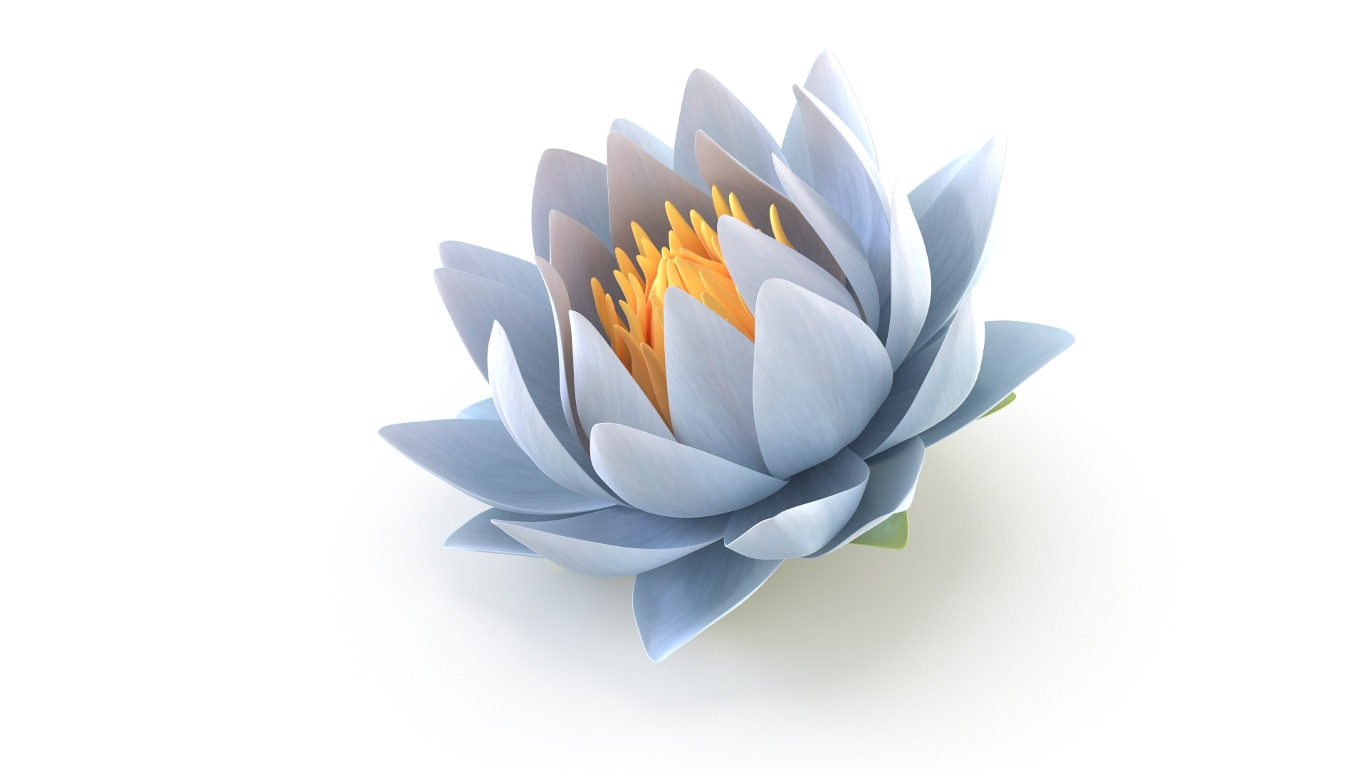 3D Realistic Nymphaea Siam White 3D Model - High-Quality 4K PBR Asset https://p.turbosquid.com/ts-thumb/2W/gBQVw8/yF/7/jpg/1741275962/1920x1080/fit_q87/fed8570dc1100a90122e26106b00810e06fded72/7.jpg