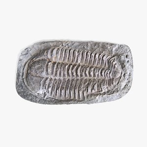 3D trilobite fossil 1 model