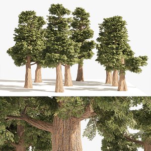 Small Redwoods trees 3D model
