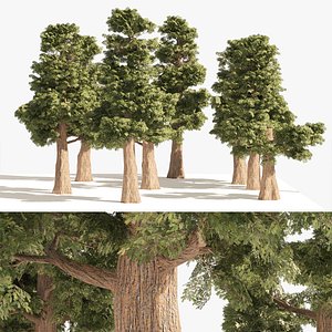 Small Redwoods trees