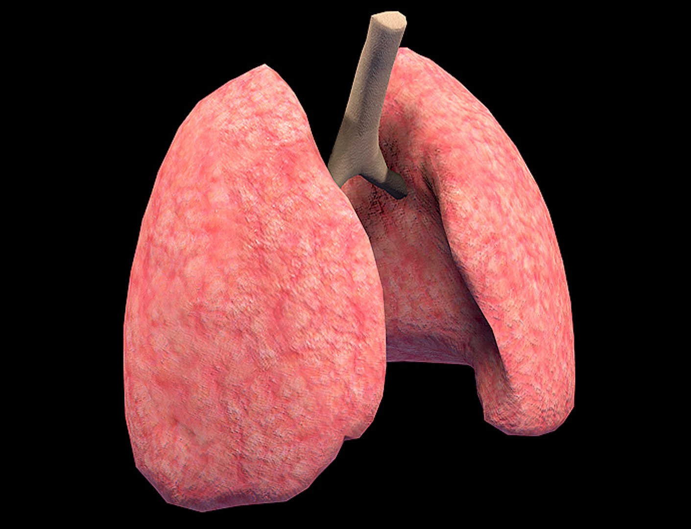 lung mat 3d model https://p.turbosquid.com/ts-thumb/2W/rRg3re/CiRK1XHM/001/jpg/1399349284/1920x1080/fit_q87/b5d6003739dff20a8f188583646b373865ffe552/001.jpg