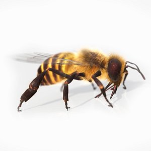 HoneyBee  XGEN ANIMATED