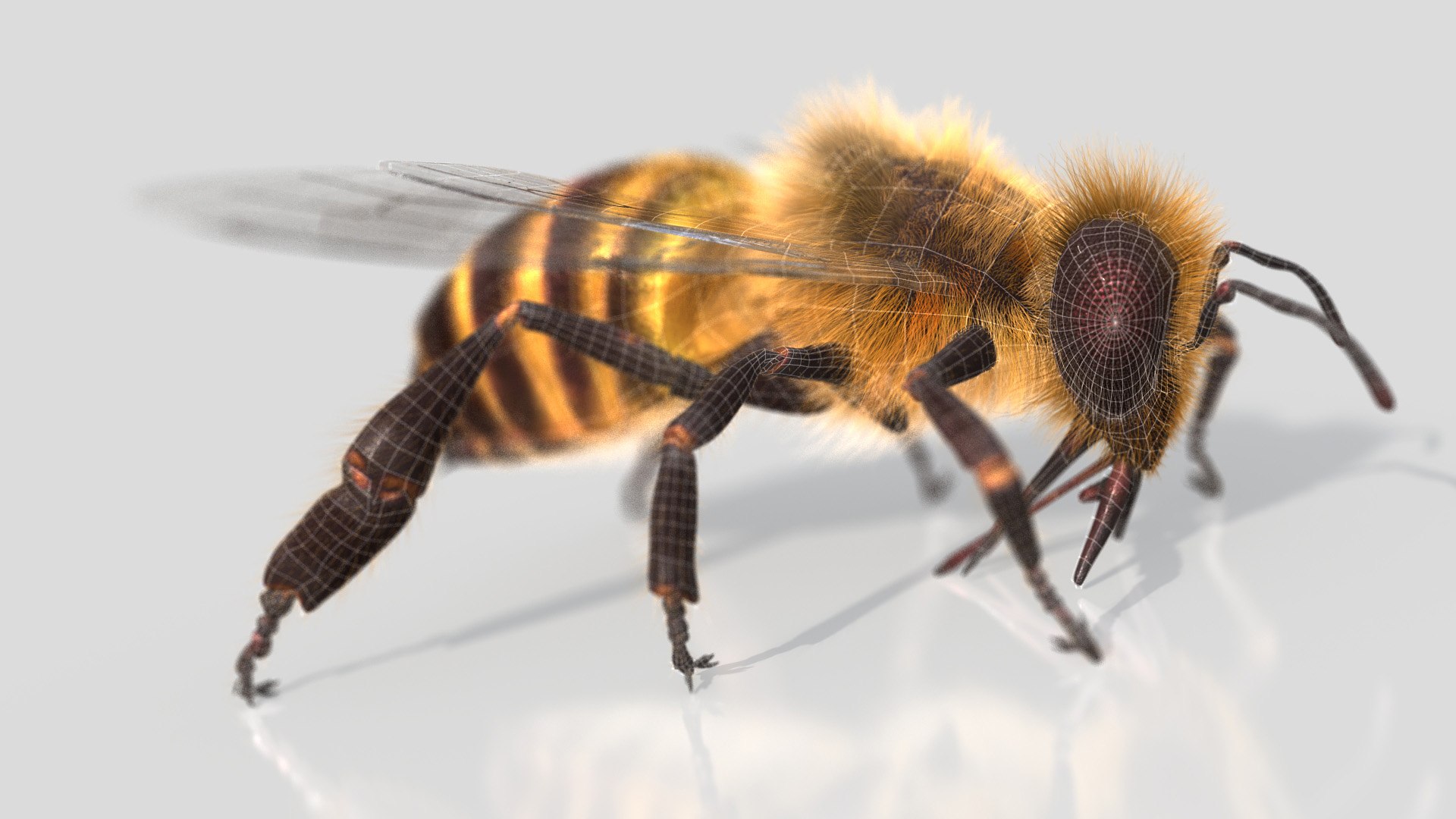 HoneyBee  XGEN ANIMATED 3D model https://p.turbosquid.com/ts-thumb/2W/wlaerP/Hi/honeybee01w/jpg/1634702123/1920x1080/fit_q87/77bae82a809c9e86c3577cf9a5ef7cfc374f70be/honeybee01w.jpg